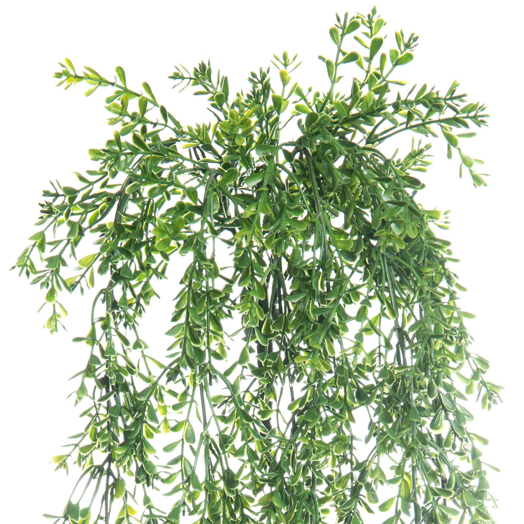 Green Boxwood Bush by Ashland®